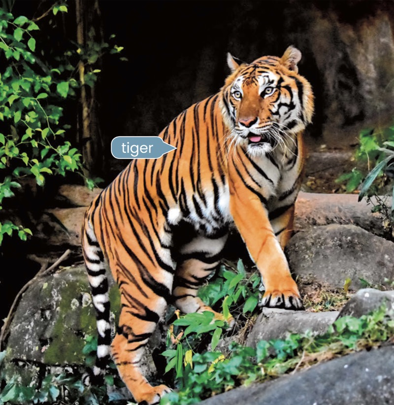 Alphabet Fun: T is for Tiger — page 1