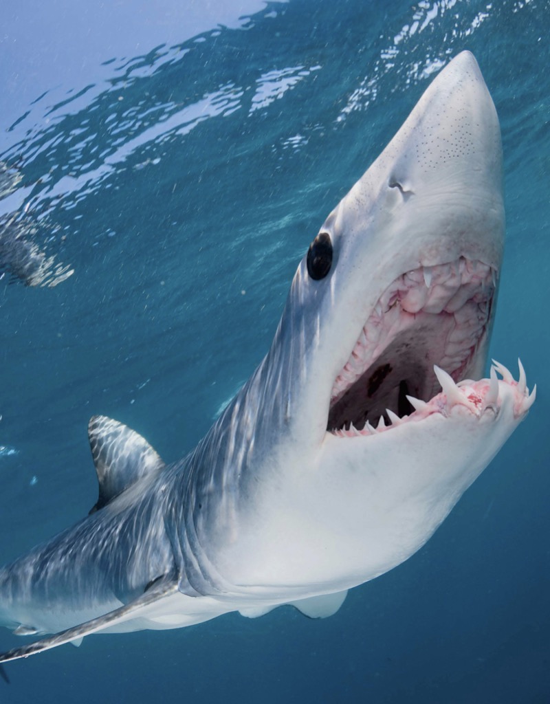 Can't Get Enough Shark Stuff book cover