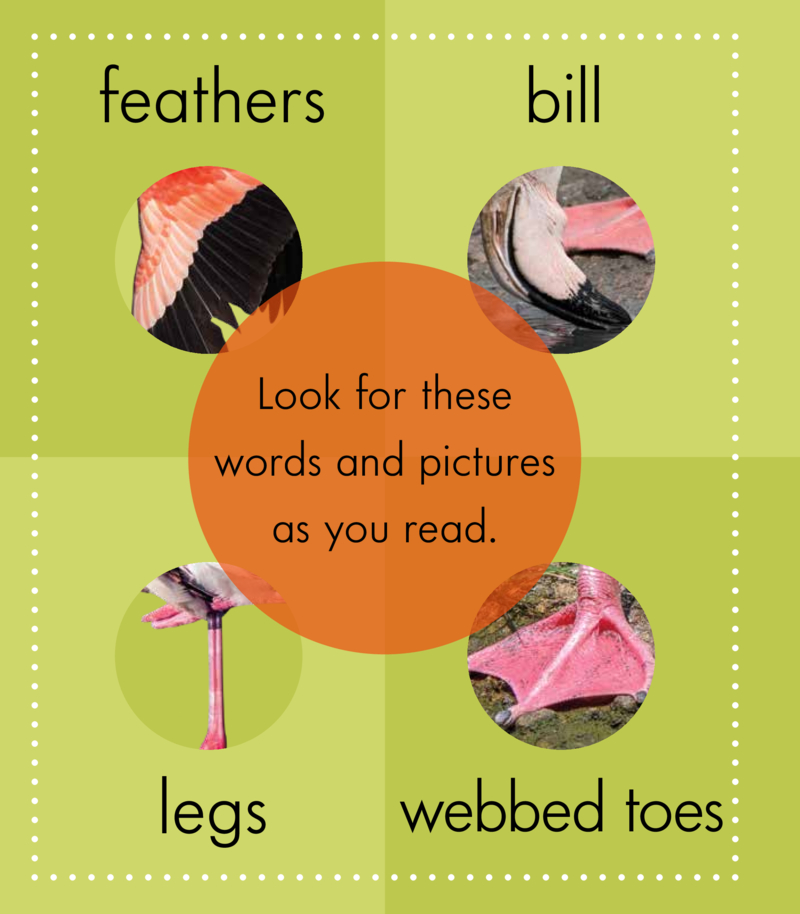 Spot Big Birds: Flamingos — page 1